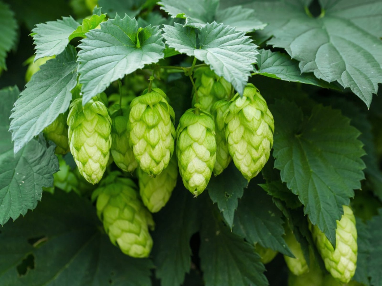 Mature Hops Extract pHix