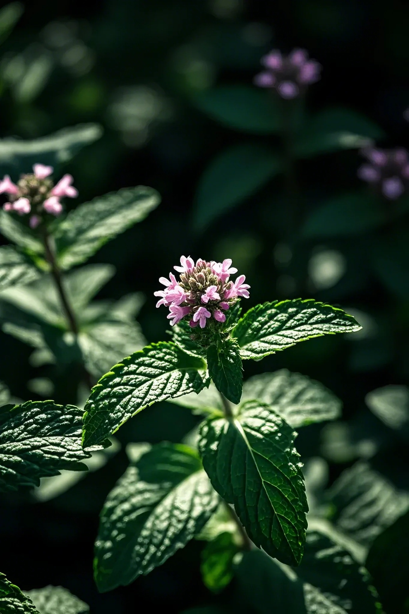 ancient herbs peppermint