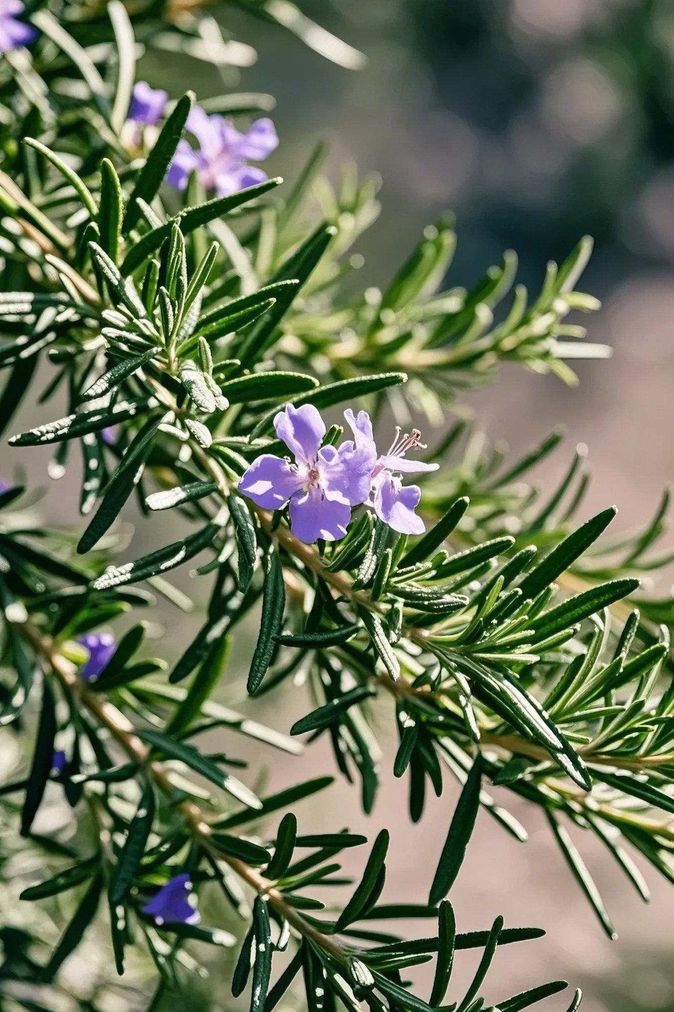 ancient herbs rosemary